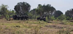 6-Day Tanzania Uganda Tour