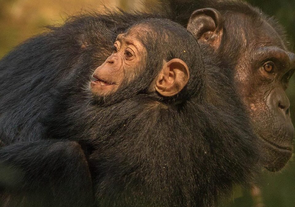 Go Uganda Chimpanzee Tracking