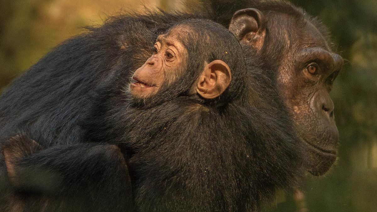 Chimpanzee Tracking in Kibale Forest