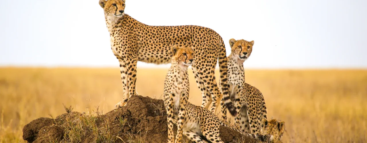 7-Day Tanzania Wildlife Safaris Tour