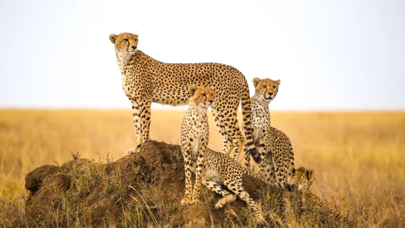 7-Day Tanzania Wildlife Safaris Tour