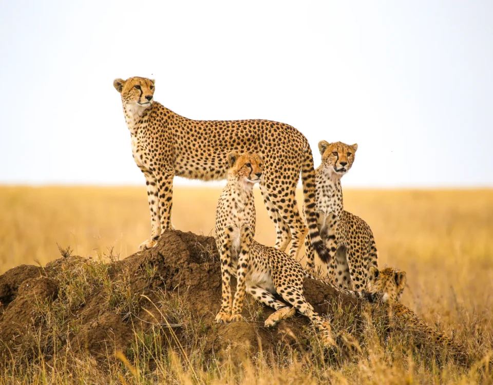 7-Day Tanzania Wildlife Safaris Tour