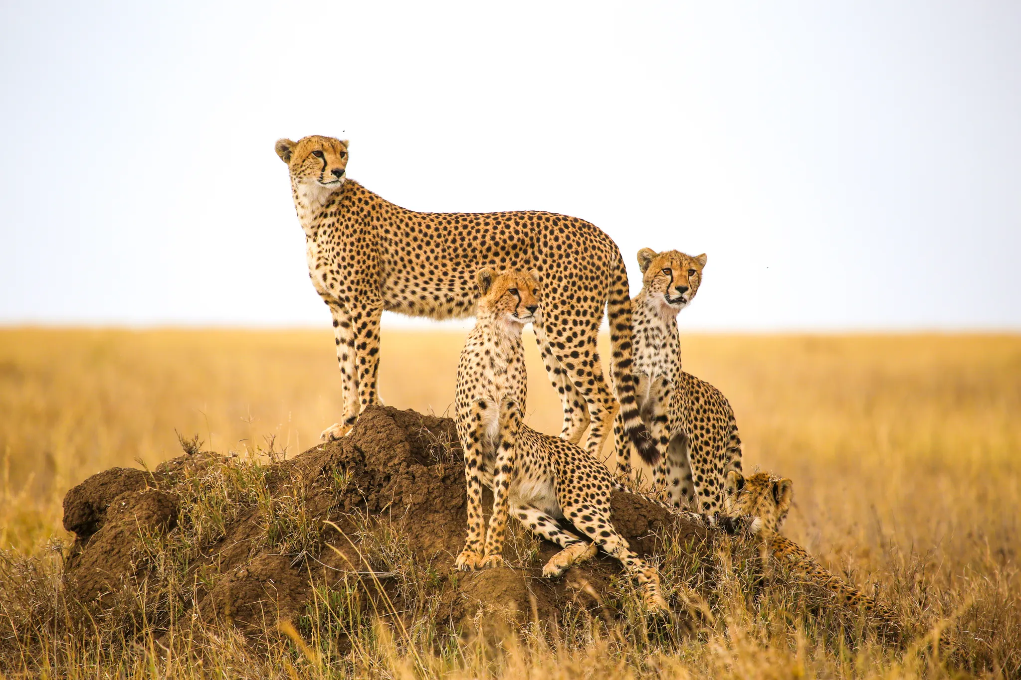 12-Day Tanzania Wildlife Safari