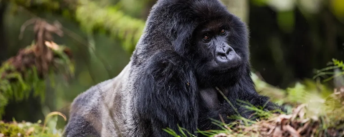 6-Day Best of Rwanda Budget Safari