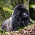 6-Day Best of Rwanda Budget Safari