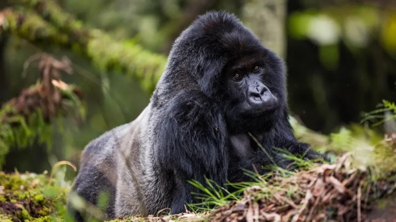 6-Day Best of Rwanda Budget Safari