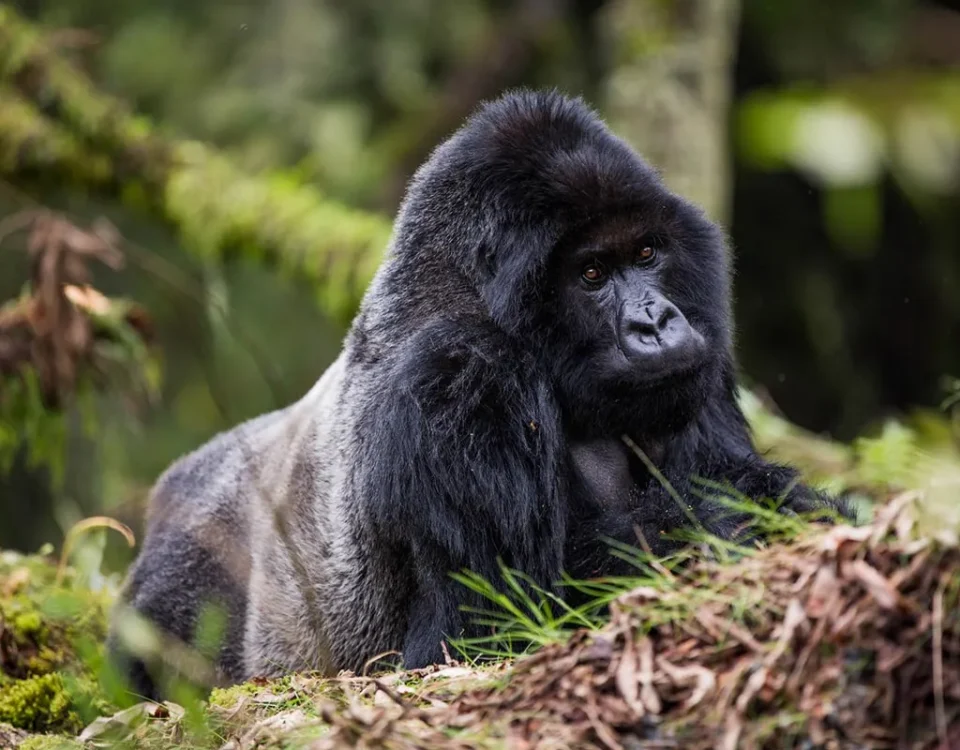 6-Day Best of Rwanda Budget Safari