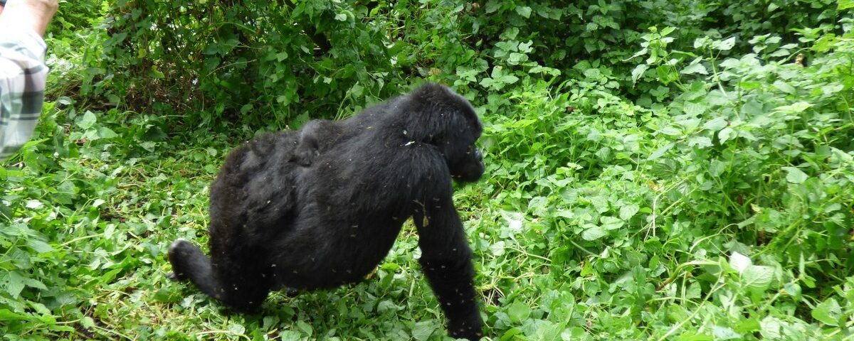 1-Day Uganda Gorilla Trekking