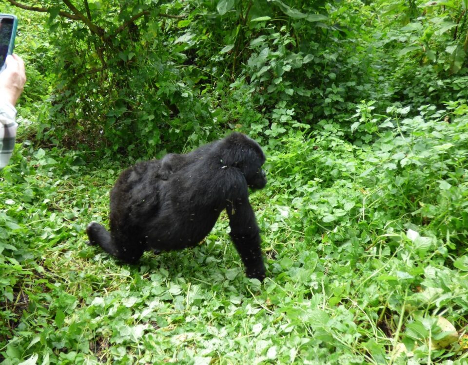 1-Day Uganda Gorilla Trekking