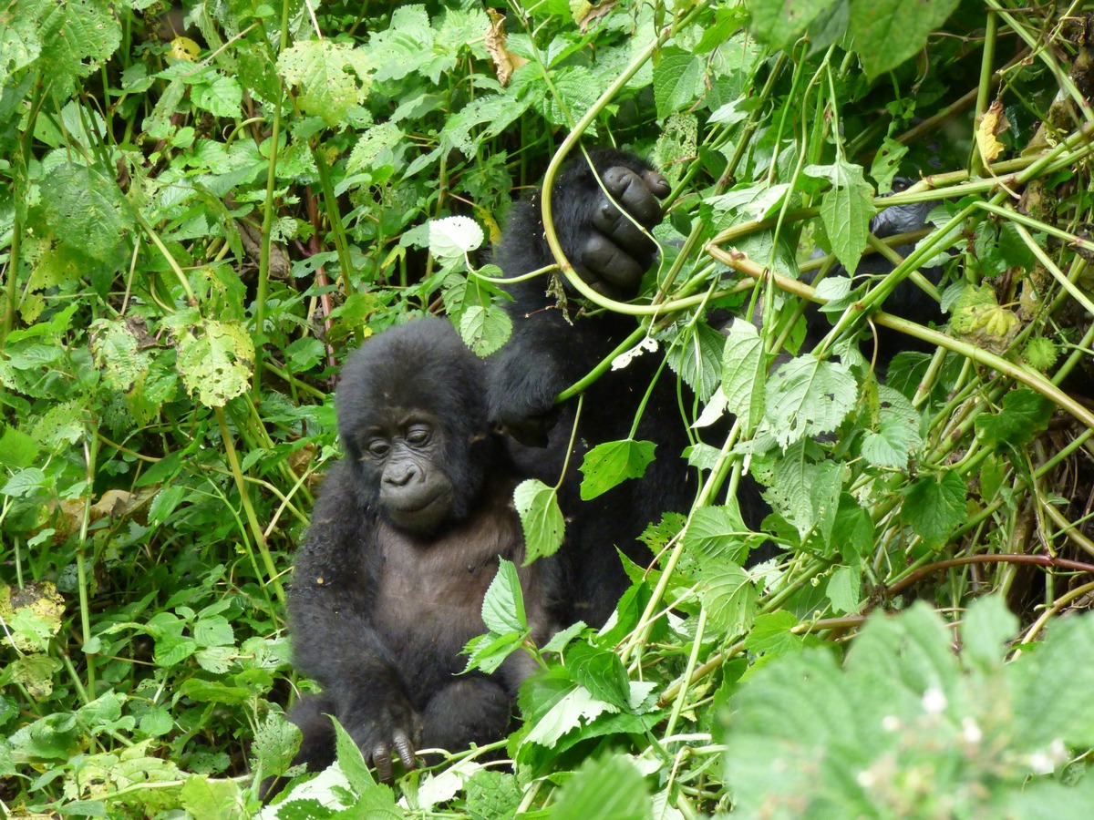 Gorilla Trekking Safaris Africa