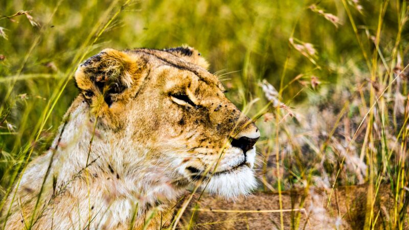 5-Day Tanzania Comfort Wildlife Safari