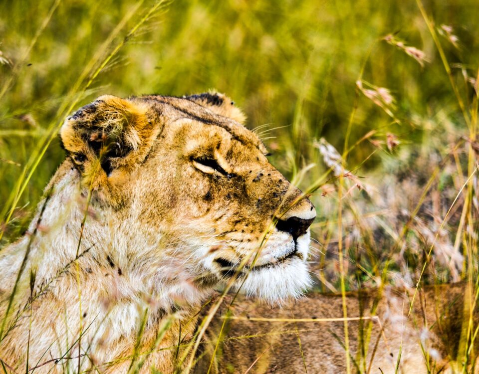 5-Day Tanzania Comfort Wildlife Safari