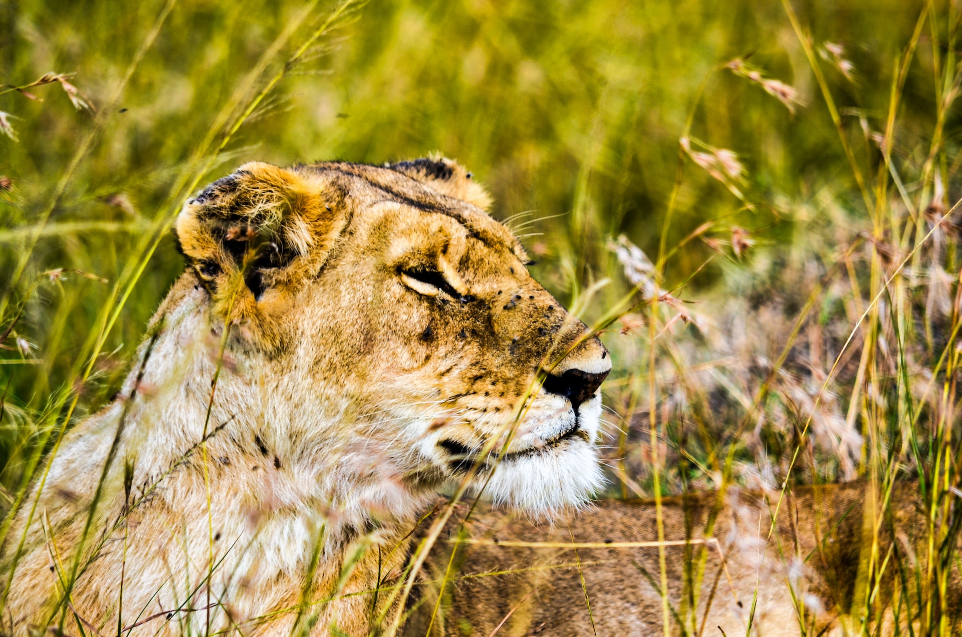 5-Day Tanzania Comfort Wildlife Safari