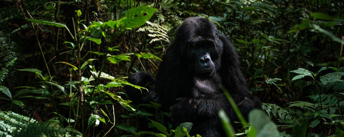 Uganda Gorilla Trekking Experience