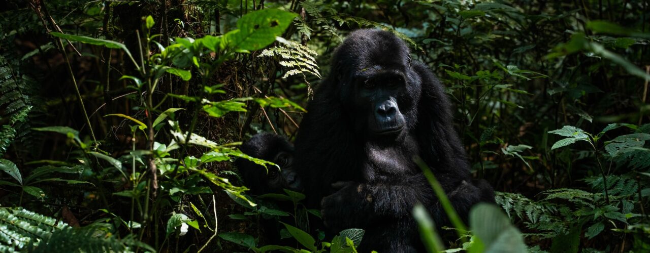 Uganda Gorilla Trekking Experience