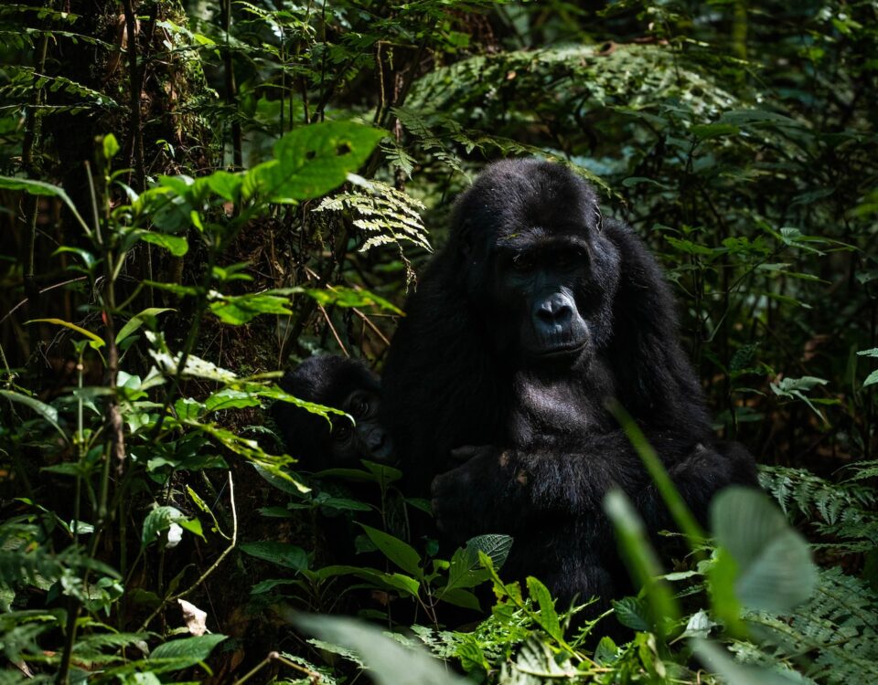 Uganda Gorilla Trekking Experience