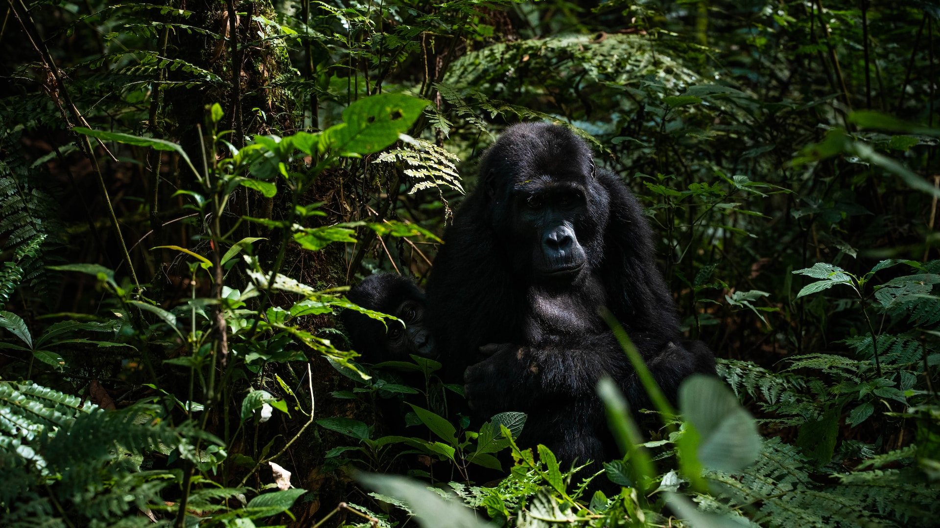 Africa Gorilla Trekking 