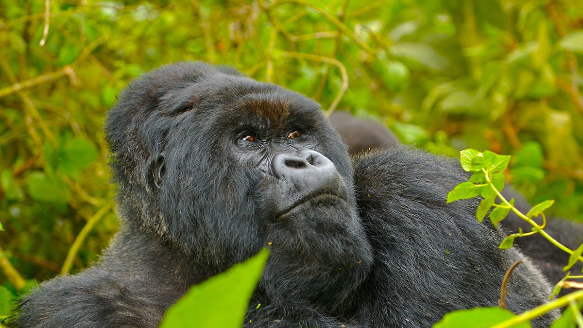 Rwanda Gorilla Safaris