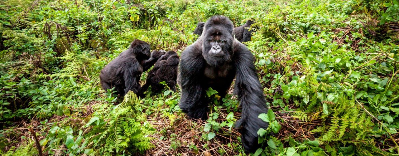 10-Day Classic Rwanda Safari