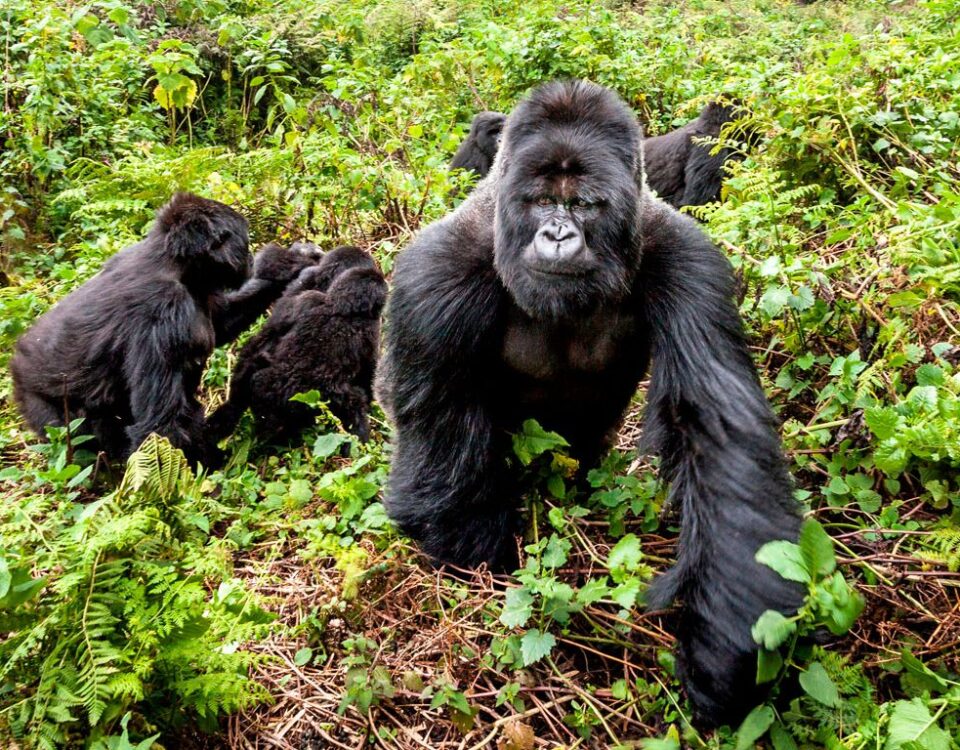 10-Day Classic Rwanda Safari