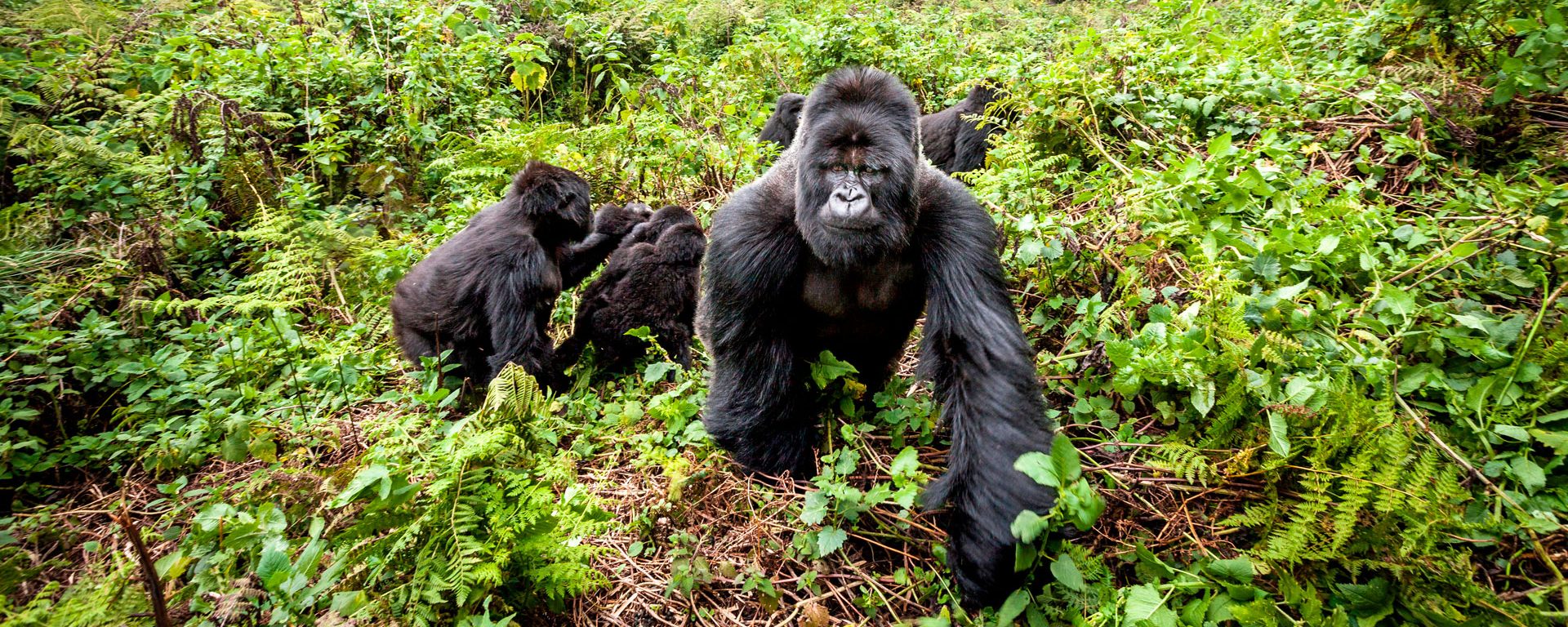 Africa Gorilla Trekking 