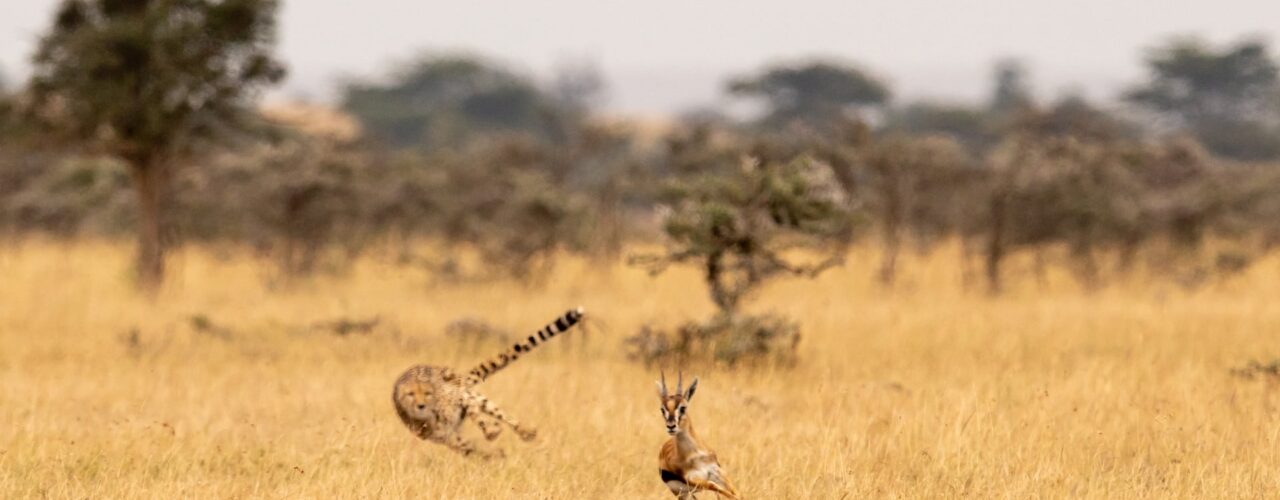 11-Day Best Tanzania Safari