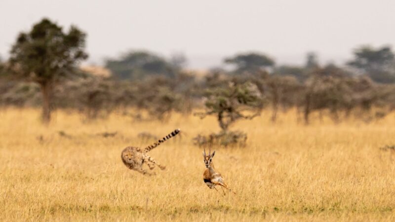 11-Day Best Tanzania Safari