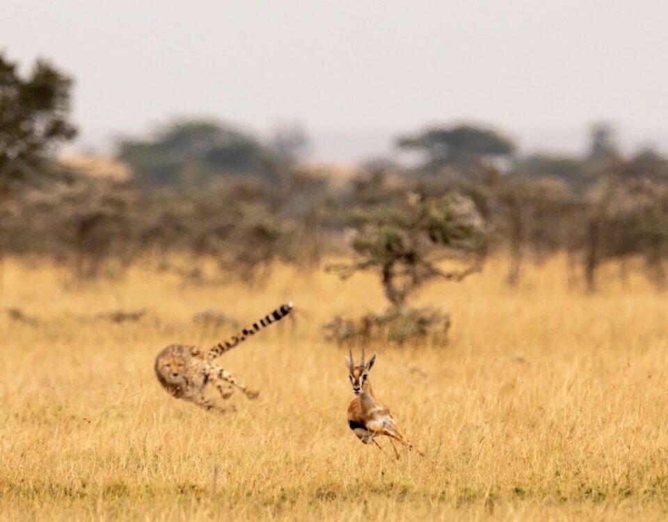 11-Day Best Tanzania Safari