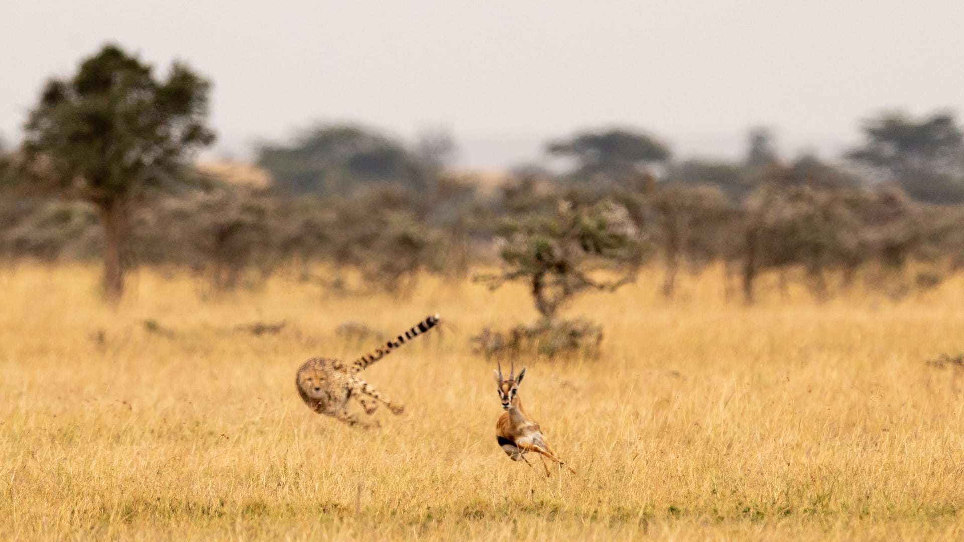 12-Day Tanzania Wildlife Safari