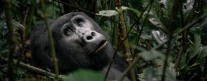 Long Rwanda Gorilla Trekking