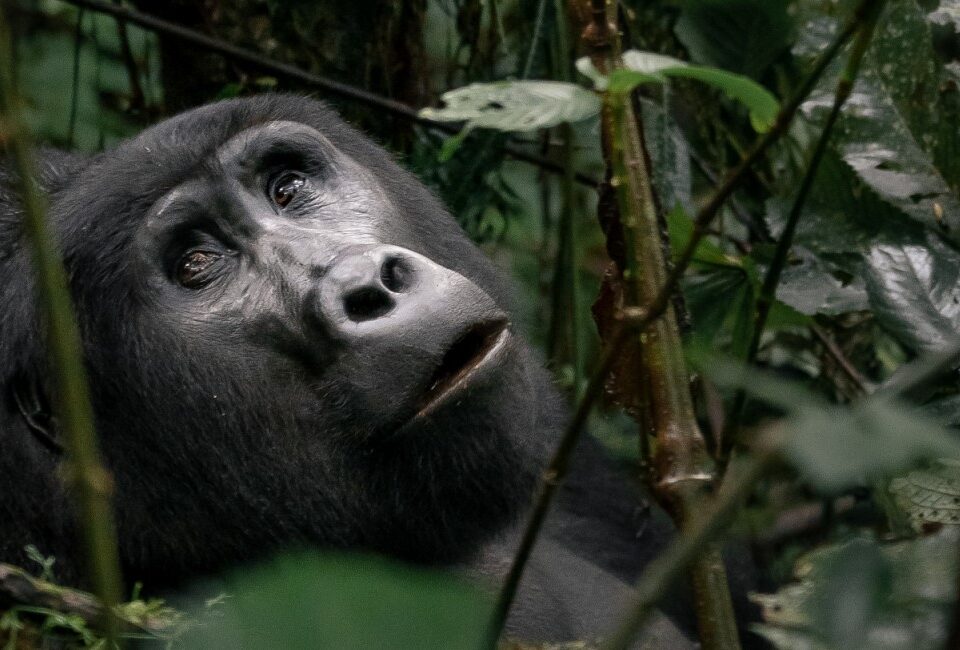 Long Rwanda Gorilla Trekking