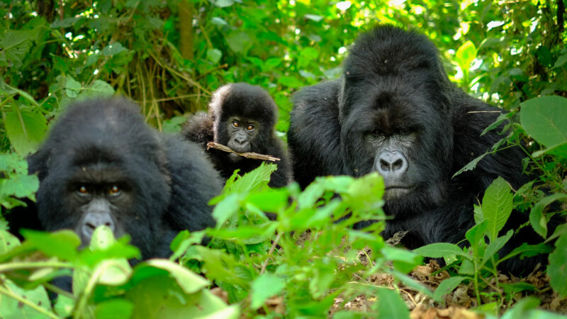 Rwanda Gorilla Safaris