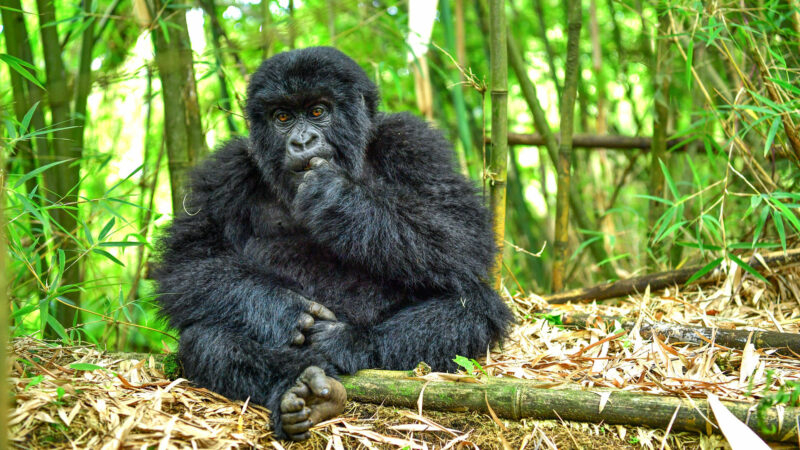 Rwanda Gorilla Safaris