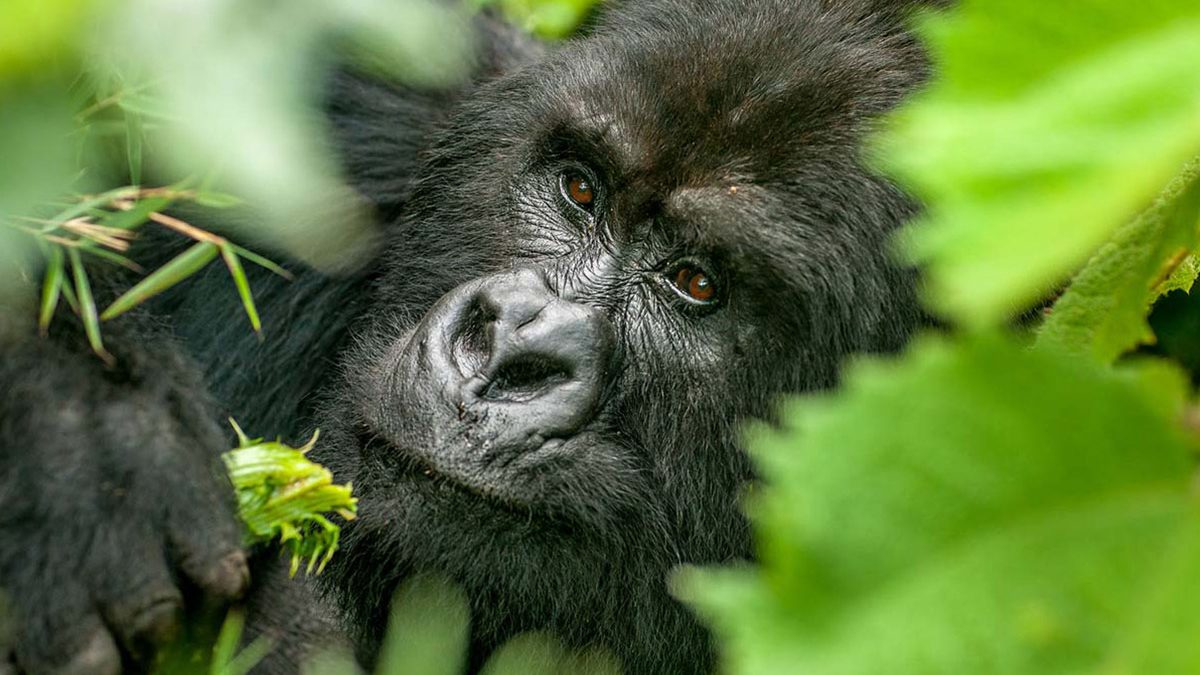 Africa Gorilla Trekking 