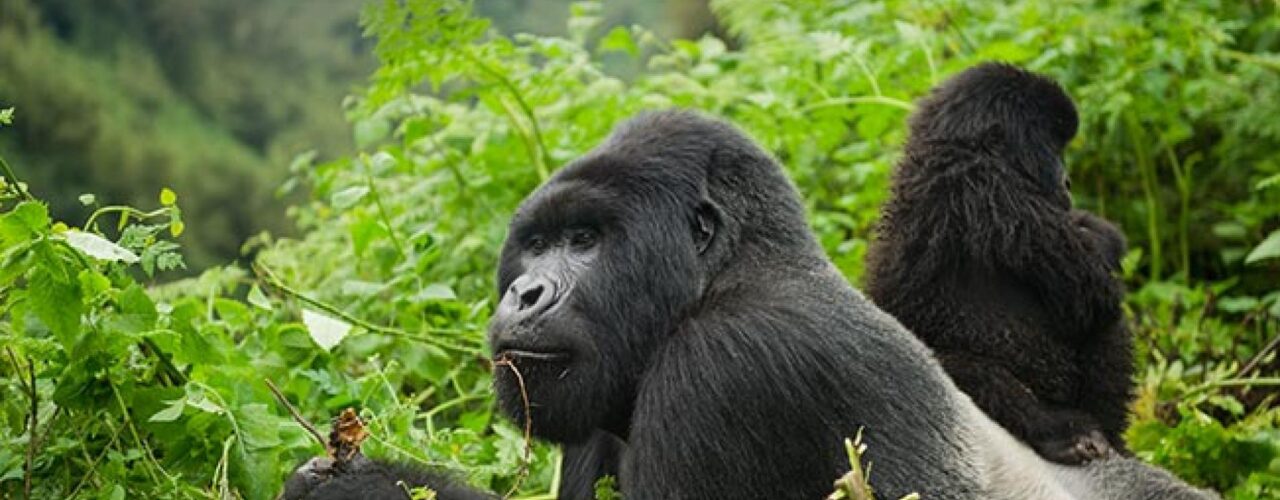 5-Day Rwanda Gorillas & Golden Monkeys Safari