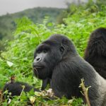 5-Day Rwanda Gorillas & Golden Monkeys Safari