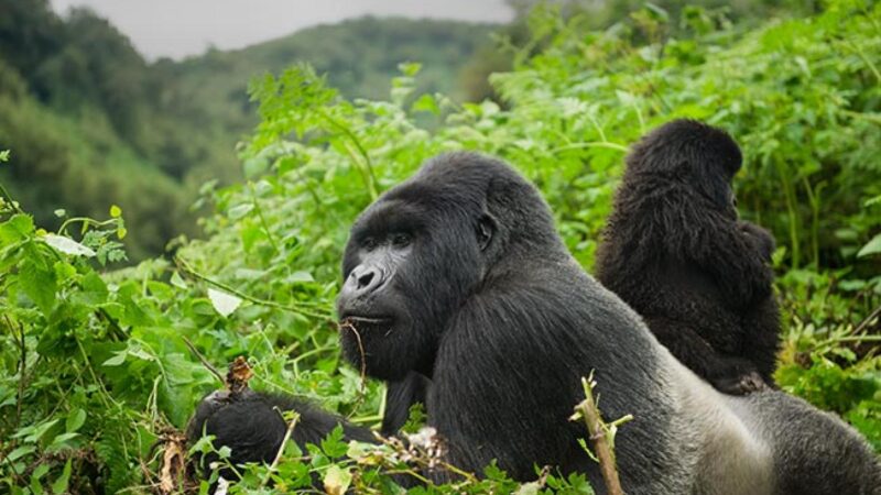 5-Day Rwanda Gorillas & Golden Monkeys Safari