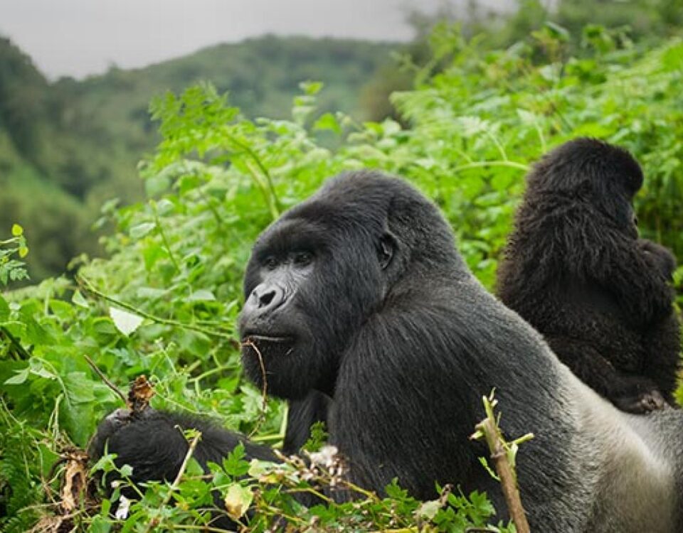 5-Day Rwanda Gorillas & Golden Monkeys Safari