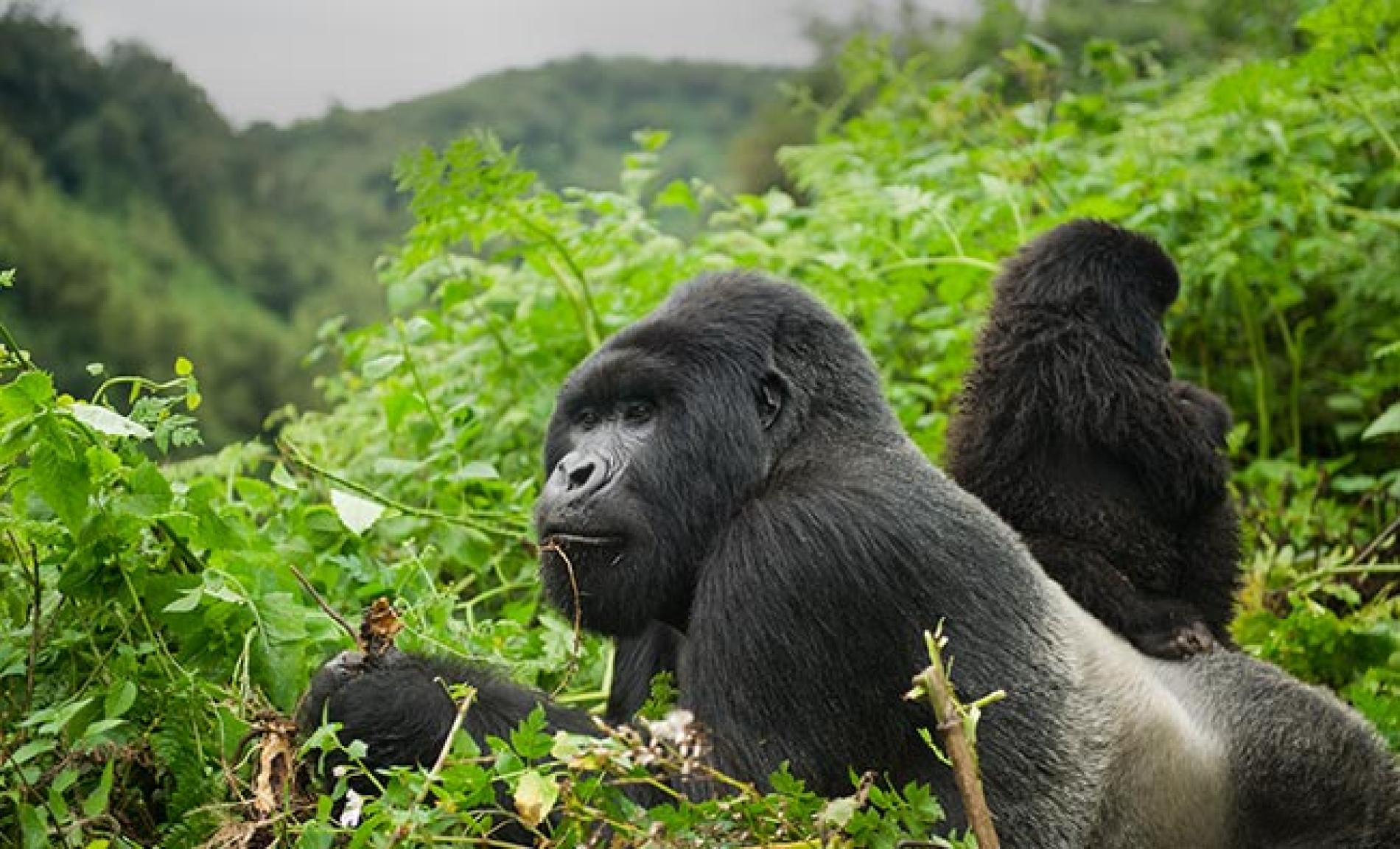 5-Day Rwanda Gorillas & Golden Monkeys Safari