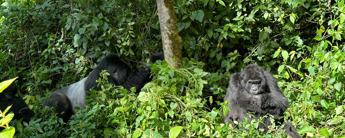 Uganda Rwanda Gorilla Trekking