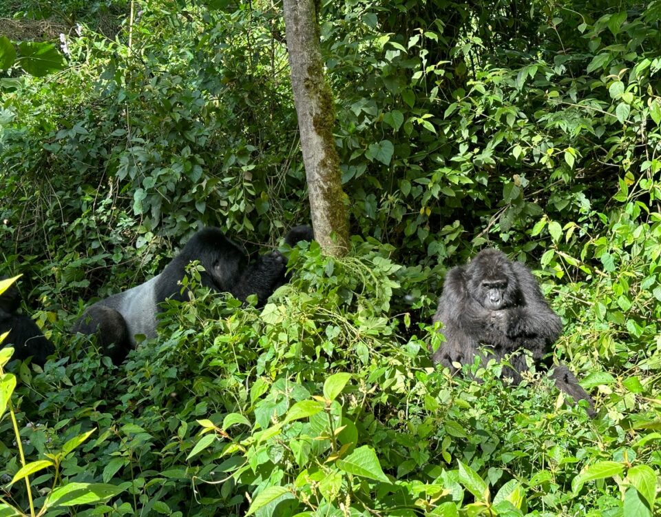 Uganda Rwanda Gorilla Trekking