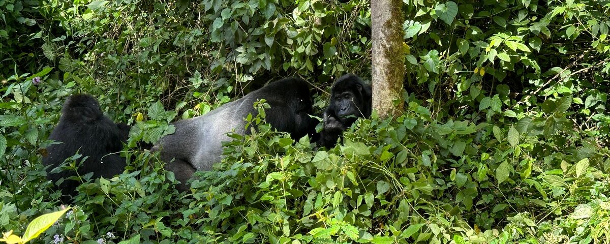 Uganda Gorilla Habituation