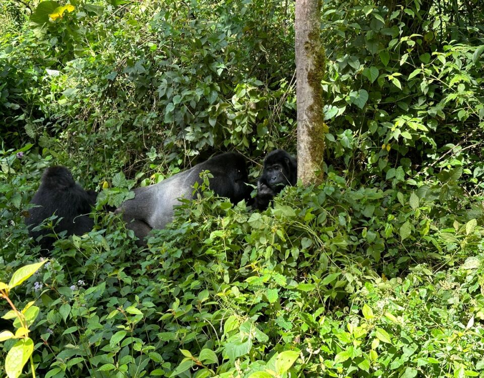 Uganda Gorilla Habituation