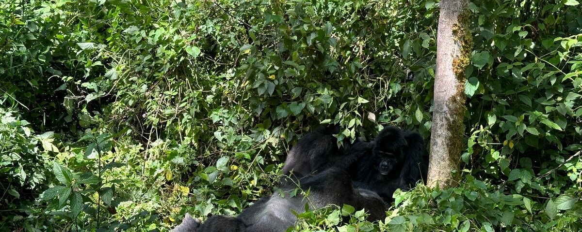 Congo Gorilla Trekking