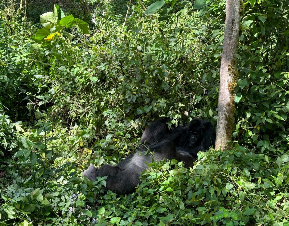 Congo Gorilla Trekking