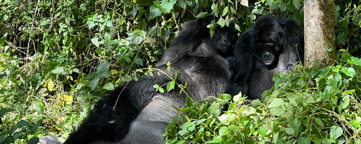 3-Day Uganda Gorilla Trekking