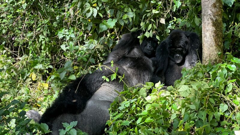 3-Day Uganda Gorilla Trekking