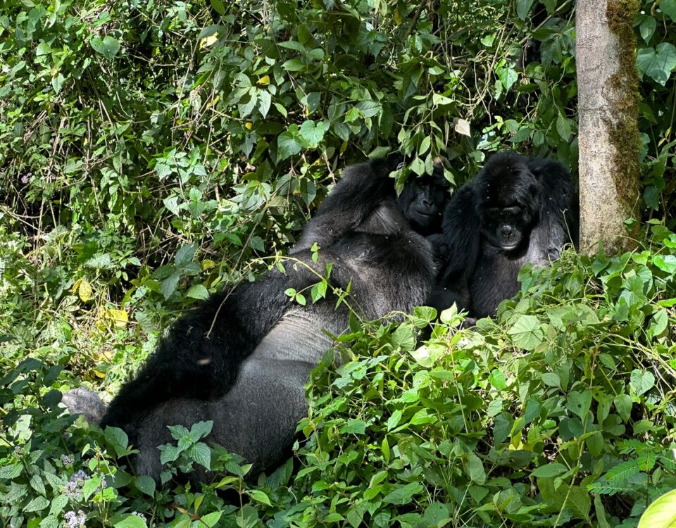 3-Day Uganda Gorilla Trekking