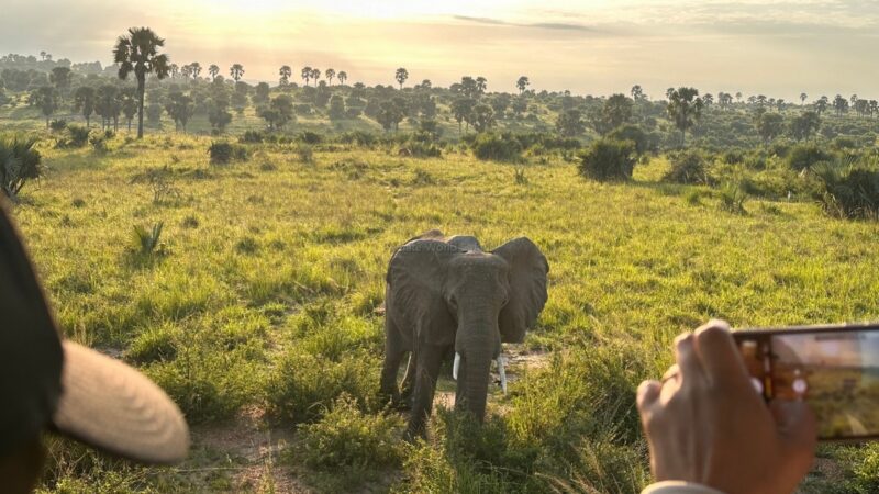 5-Day Uganda Experience Safari