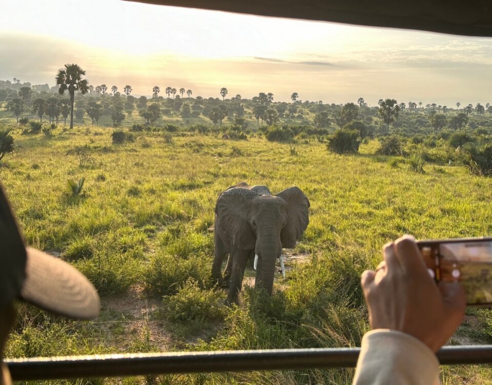 5-Day Uganda Experience Safari